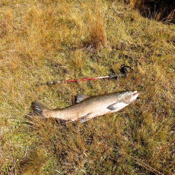 FirstFishSalmon
